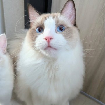 ラグドール【東京都・男の子・2025年1月19日・シールポイントバイカラー（さらさらすべすべふわんっ✨）】の写真「驚く程のレベチな懐っこい子✨」