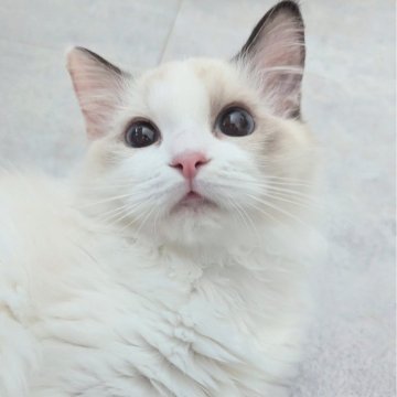 ラグドール【東京都・女の子・2025年5月30日・シールポイントバイカラー（ふわりさらりんっ🌷）】の写真「マイペースおっとりちゃん🌸」