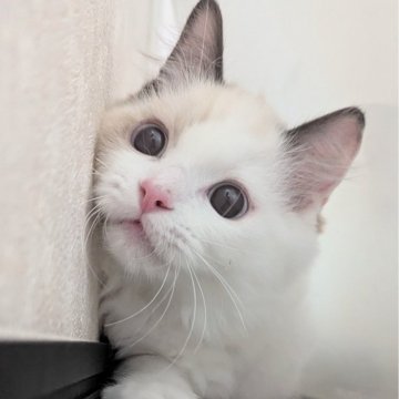 ラグドール【東京都・男の子・2025年6月30日・淡いシールポイントバイカラー（ふわふわほわほわ🌸）】の写真「おしゃべりと甘え上手な男の子🍀」