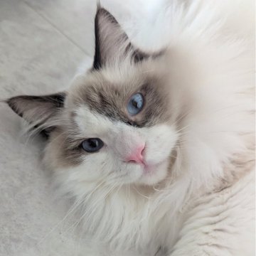 ラグドール【東京都・男の子・2025年3月26日・シールポイントバイカラー（もっふもふのふわっふわ）】の写真「隣にピッタリ寄り添うスーパー甘えん坊男子」