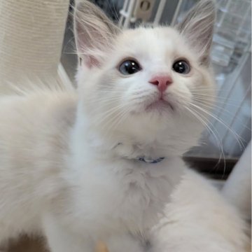 ラグドール【東京都・男の子・2025年5月22日・ブルーポイントバイカラー（ほわほわ🌸）】の写真「ハンサムなヒト大好き甘えん坊君✨」