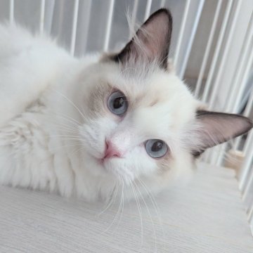 ラグドール【東京都・男の子・2025年5月30日・シールポイントバイカラー（ふわっふわ）】の写真「おねだり上手な食いしん坊くん🌸」