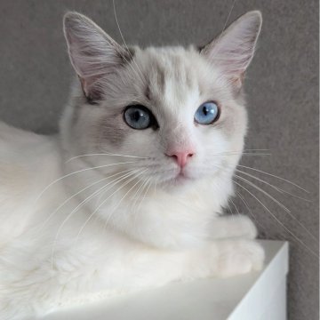 ラグドール【東京都・女の子・2025年5月22日・ブルーリンクスポイントバイカラー（ほわほわ🌸）】の写真「お目々が綺麗な甘えた美人ちゃん✨」