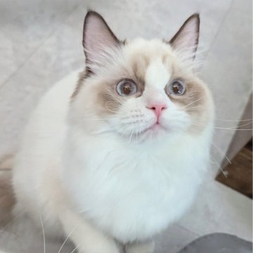 ラグドール【東京都・女の子・2025年5月30日・シールポイントバイカラー（ほわんほわんっ）】の写真「お〜っとりスリスリ甘えん坊ちゃん🌸」