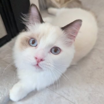 ラグドール【東京都・男の子・2025年6月30日・淡いシールポイントバイカラー（ふわふわほわほわ🌸）】の写真「おしゃべりと甘え上手な男の子🍀」
