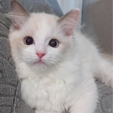 ラグドール【東京都・女の子・2025年3月8日・ブルーポイントバイカラー（ふわふわもっふもふ💨）】の写真「すぐお膝に来てくれる甘えん坊ちゃん🍀」