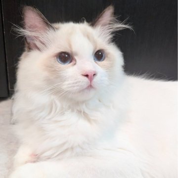 ラグドール【東京都・男の子・2025年5月30日・シールポイントバイカラー（極上ふわっふわ）】の写真「おっとりゆったりほわほわ男子🌸」