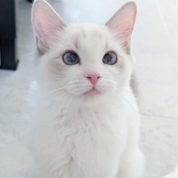 ラグドール【東京都・女の子・2025年5月22日・ブルーリンクスポイントバイカラー（さらさらふわふわ🌸）】の写真「ヒト大好き甘えん坊の美人ちゃん✨」