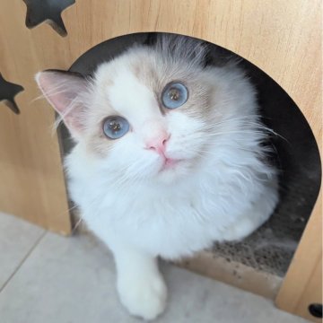 ラグドール【東京都・女の子・2025年5月30日・シールポイントバイカラー（ふわりさらりんっ🌷）】の写真「マイペースおっとりちゃん🌸」