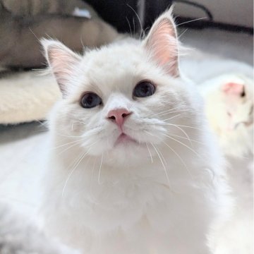 ラグドール【東京都・男の子・2025年5月6日・ブルーポイントバイカラー（もふふわり）】の写真「食欲旺盛！お話し上手くん🌸」