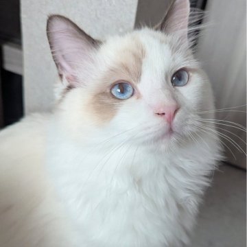 ラグドール【東京都・男の子・2025年6月30日・シールポイントバイカラー（ふわふわほわほわ🌸）】の写真「スリリン♪甘え上手な男の子🍀」