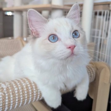 ラグドール【東京都・女の子・2025年5月22日・ブルーリンクスポイントバイカラー（さらさらふわり🌸）】の写真「ヒトとニコイチ？！甘えん坊の美人ちゃん✨」