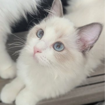 ラグドール【東京都・女の子・2025年6月30日・ブルーポイントバイカラー（ふかふかほわほわ🌸）】の写真「元気一杯！無邪気で好奇心旺盛なお嬢様✨」