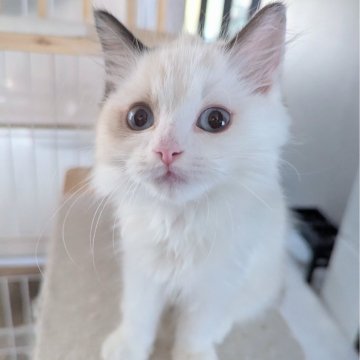 ラグドール【東京都・男の子・2025年6月30日・淡いシールポイントバイカラー（ふわふわほわほわ🌸）】の写真「おしゃべりと甘え上手な男の子🍀」