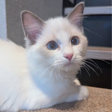 ラグドール【東京都・女の子・2025年6月30日・ブルーポイントバイカラー（ふかふかほわほわ🌸）】の写真「元気一杯！無邪気で好奇心旺盛なお嬢様✨」