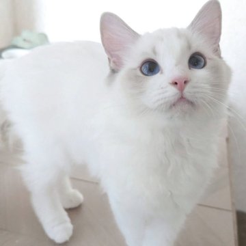 ラグドール【東京都・女の子・2025年5月22日・ブルーリンクスポイントバイカラー（さらさらふわふわ🌸）】の写真「ヒト大好き甘えん坊の美人ちゃん✨」