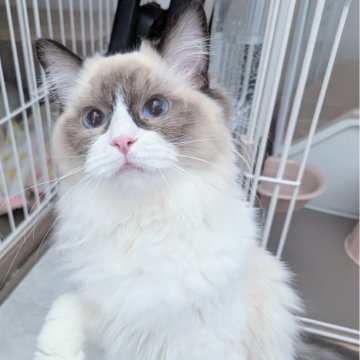 ラグドール【東京都・女の子・2025年5月6日・シールポイントバイカラー（ふわんふわん🌸）】の写真「食べるの大好き！ヒトが大好きすぎる女の子」