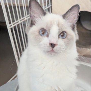 ラグドール【東京都・女の子・2025年3月26日・シールポイントバイカラー（ふわふわやわらかなめらか🌸）】の写真「美しい瞳と端正なお顔つきの女の子✨」