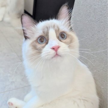 ラグドール【東京都・男の子・2025年5月30日・シールポイントバイカラー（ふわっふわ）】の写真「おっとりぽわわん男子🌸」