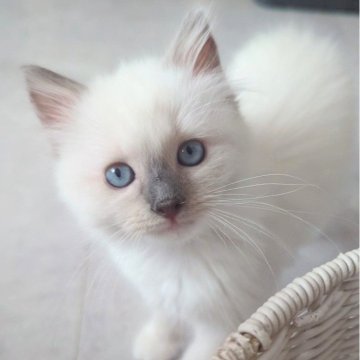 ラグドール【東京都・女の子・2025年9月7日・ブルーポイントミテッド（ふわっふわ🌸）】の写真「色々なものに興味津々！のびのびひとりっ子ちゃん」