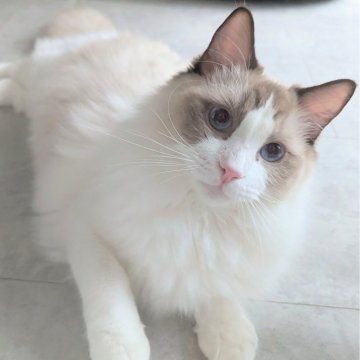 ラグドール【東京都・男の子・2025年1月19日・シールポイントバイカラー（さらさらすべすべふわんっ✨）】の写真「驚く程のレベチな懐っこい子✨」