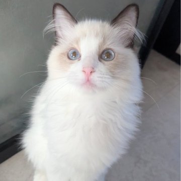 ラグドール【東京都・女の子・2025年6月30日・シールポイントバイカラー（すべすべ滑らか🌸）】の写真「好奇心旺盛！いつもお膝の上で遊ぶ可愛い子ちゃん✨」