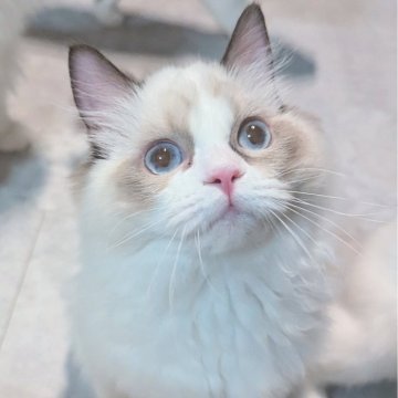 ラグドール【東京都・女の子・2025年5月30日・シールポイントバイカラー（ほわんほわんっ）】の写真「お〜っとりスリスリ甘えん坊ちゃん🌸」