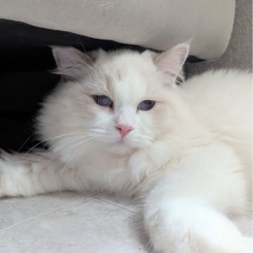 ラグドール【東京都・男の子・2025年5月6日・ブルーポイントバイカラー（もふふわり）】の写真「食欲旺盛！お話し上手くん🌸」