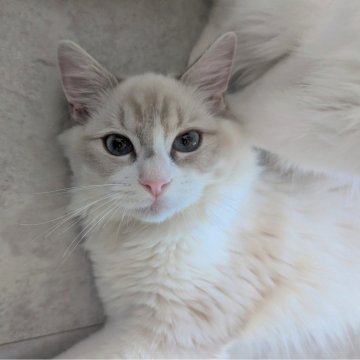 ラグドール【東京都・男の子・2025年5月22日・ブルーリンクスポイントバイカラー（つるさらすべすべ🌸）】の写真「信じられない位甘えん坊のお膝上常連君✨」