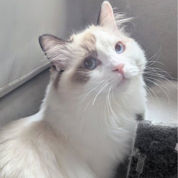 ラグドール【東京都・男の子・2025年6月30日・シールポイントバイカラー（ふわふわほわほわ🌸）】の写真「スリリン♪甘え上手な男の子🍀」
