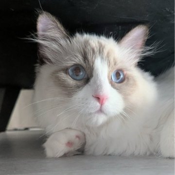 ラグドール【東京都・男の子・2025年5月30日・シールポイントバイカラー（ふわっふわ）】の写真「おっとりぽわわん男子🌸」