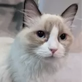 ラグドール【東京都・男の子・2025年5月30日・シールポイントバイカラー】の写真1「ページ最下部ブログあります🤗」