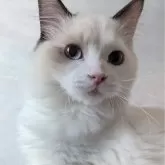 ラグドール【東京都・男の子・2025年6月30日・シールポイントバイカラー】の写真1「ページ最下部ブログあります🤗」