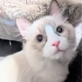 ラグドール【東京都・男の子・2025年5月30日・シールポイントバイカラー】の写真1「ページ最下部ブログあります🤗」