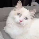 ラグドール【東京都・女の子・2025年5月6日・ブルーポイントバイカラー】の写真1「ページ最下部ブログあります🤗」