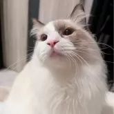 ラグドール【東京都・男の子・2025年3月26日・シールポイントバイカラー】の写真1「ページ最下部ブログあります🤗」