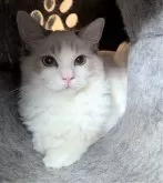 ラグドール【東京都・女の子・2025年5月22日・ブルーリンクスポイントバイカラー】の写真2「私可愛いでしょ？」