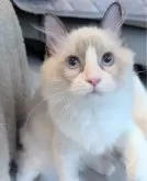 ラグドール【東京都・男の子・2025年5月30日・シールポイントバイカラー】の写真2「とっても綺麗な色合い、毛質、お顔立ちのパーフェクト男子！」