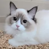 ラグドール【東京都・女の子・2025年5月6日・シールポイントバイカラー】の写真2「kissチョコみたいな白い模様😍」