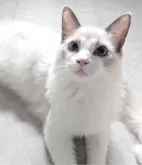 ラグドール【東京都・男の子・2025年5月22日・ブルーポイントバイカラー】の写真2「とてもなめらかな毛の手触りにうっとり✨」