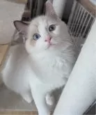 ラグドール【東京都・男の子・2025年6月30日・シールポイントバイカラー】の写真2「キャットタワーも楽しいね！」