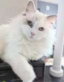 ラグドール【東京都・女の子・2025年5月6日・ブルーポイントバイカラー】の写真2「ここも快適なの！」