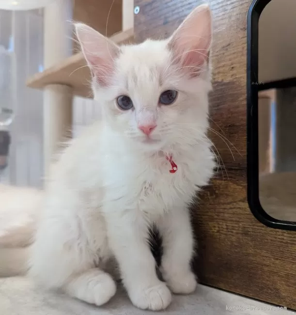 ラグドール【東京都・女の子・2025年5月22日・ブルーリンクス