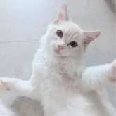 ラグドール【東京都・男の子・2025年5月22日・ブルーリンクスポイントバイカラー】の写真3「ばあっ!」