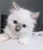 ラグドール【東京都・女の子・2025年9月7日・ブルーポイントミテッド】の写真3「ママがいなくても遊べたの！」