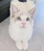 ラグドール【東京都・女の子・2025年5月22日・ブルーリンクスポイントバイカラー】の写真3「なんだか落ち着くんだよね〜」