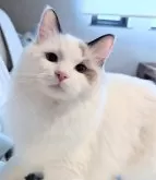 ラグドール【東京都・女の子・2025年1月19日・シールポイントバイカラー】の写真3「もふっとタイムしようよ🌸」