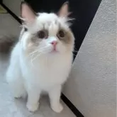 ラグドール【東京都・女の子・2025年5月30日・シールポイントバイカラー】の写真3「きゅるんっ🌸いつも見つめて甘えてくれます」