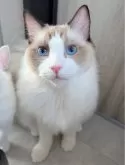 ラグドール【東京都・男の子・2025年1月19日・シールポイントバイカラー】の写真3「美しいブルーアイズはまん丸、模様は左右対称、お顔の整った完璧もっふり美男子くん！」