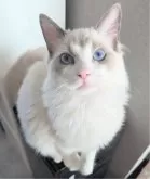 ラグドール【東京都・男の子・2025年5月22日・ブルーポイントバイカラー】の写真3「いつもキュルルンおめめでイキイキしています✨」
